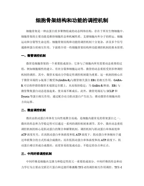 细胞骨架结构和功能的调控机制