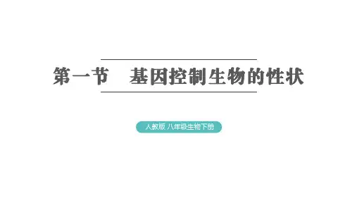 7.2.1基因控制生物的性状课件(共25张PPT)人教版 八年级下册