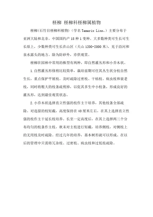 柽柳 柽柳科柽柳属植物