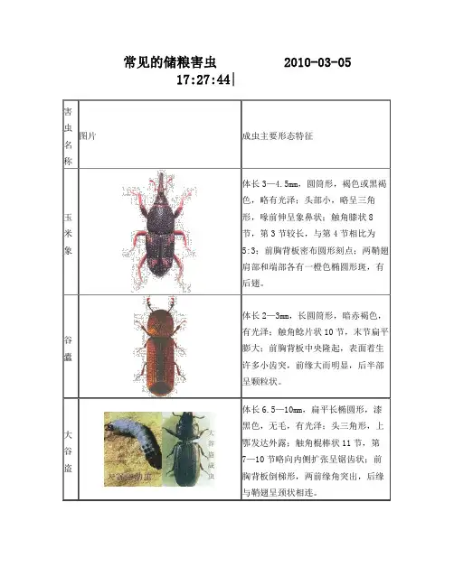 常见的储粮害虫