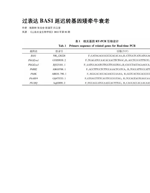 过表达BAS1延迟转基因矮牵牛衰老