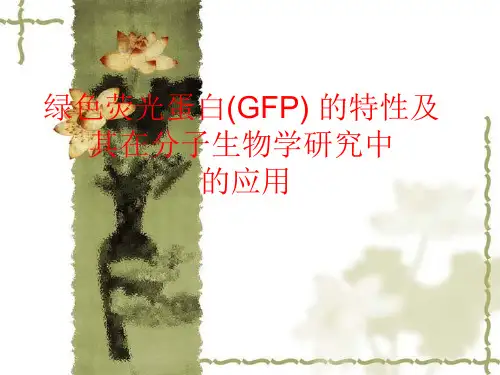 绿色荧光蛋白(GFP) 的特性及其在分子生物学研究中  的应用课件
