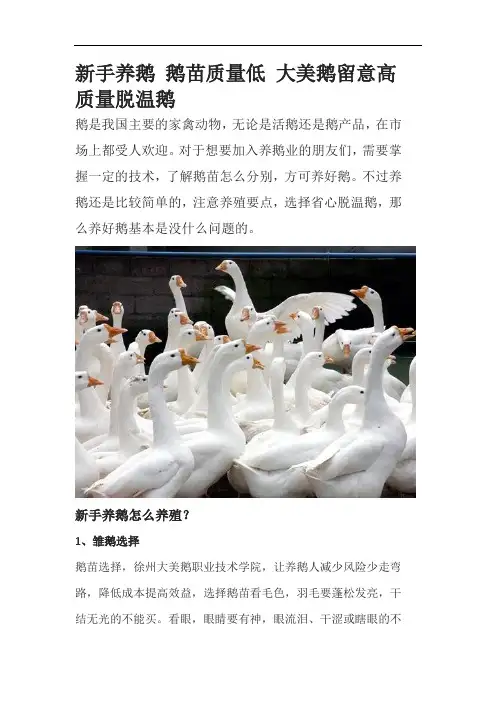 新手养鹅 鹅苗质量低 大美鹅留意高质量脱温鹅