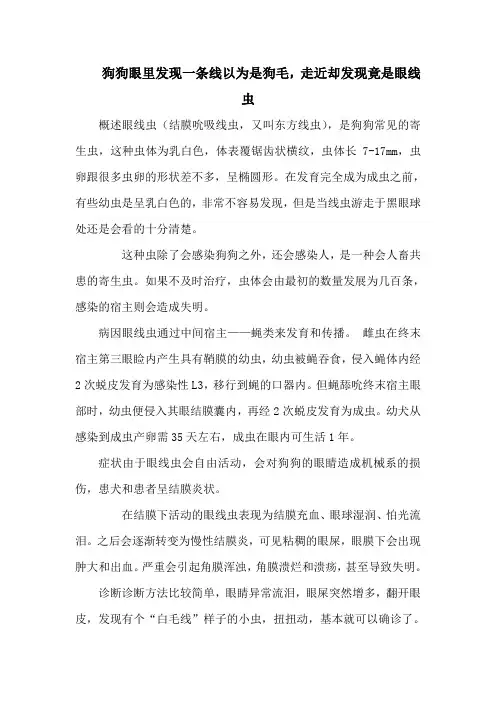 狗狗眼里发现一条线以为是狗毛,走近却发现竟是眼线虫