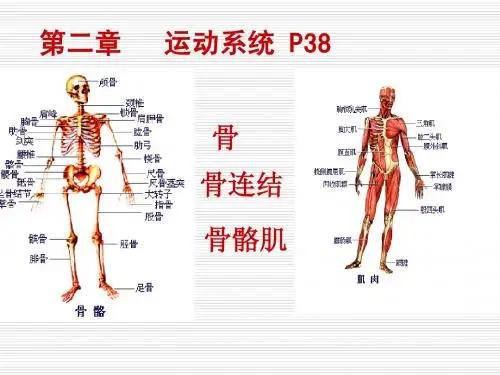 骨学总论