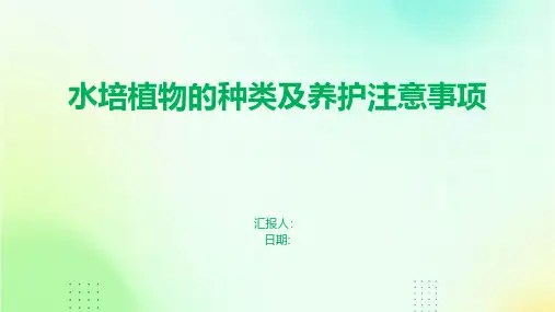 水培植物的种类及养护注意事项