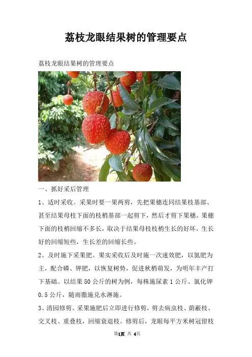 荔枝龙眼结果树的管理要点