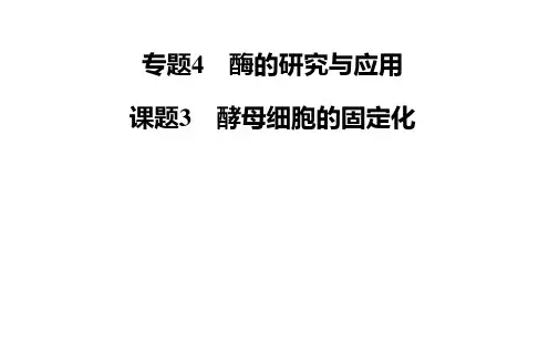 酵母细胞的固定化人教版选修1ppt课件