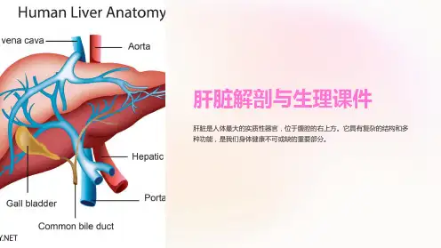“肝脏解剖与生理课件”