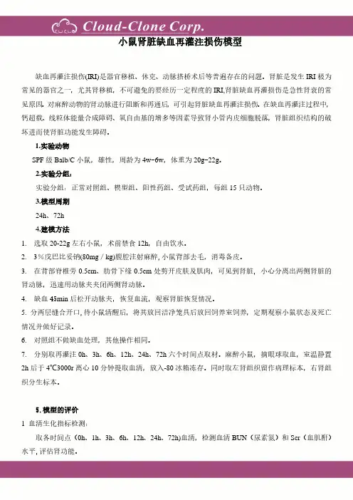 小鼠肾脏缺血再灌注损伤模型