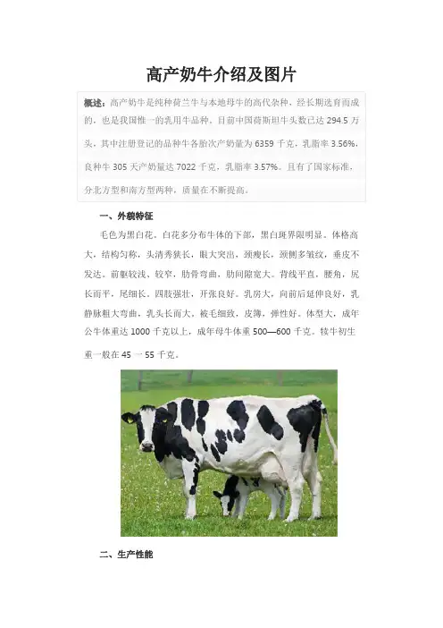 高产奶牛介绍及图片