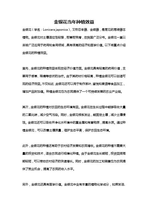 金银花当年种植效益