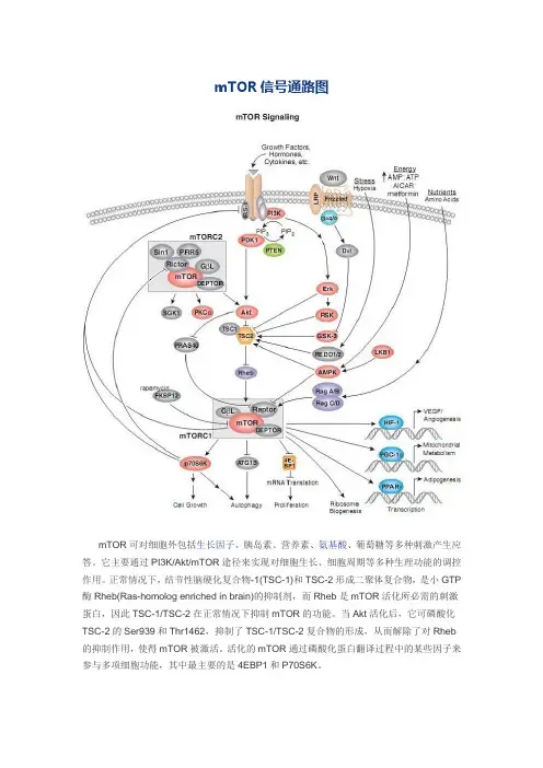 (完整版)mTOR信号通路图