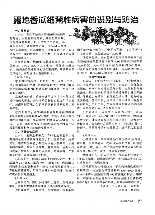 露地香瓜细菌性病害的识别与防治