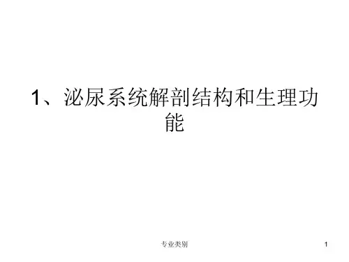 肾输尿管膀胱等解剖结构(优质荟萃)