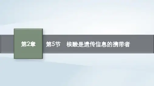 新教材高中生物第2章组成细胞的分子第5节核酸是遗传信息的携带者课件新人教版必修1