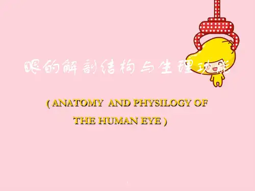 眼解剖结构与生理功能