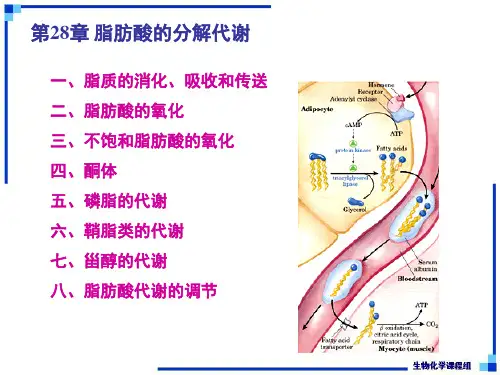 生物化学下-第28章  脂肪酸的分解代谢