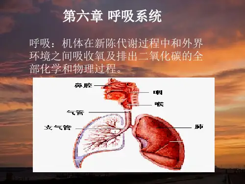 人体与动物生理学 【第六章 呼吸系统】