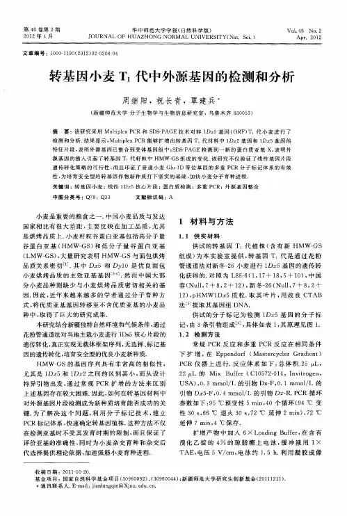 转基因小麦T1代中外源基因的检测和分析