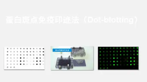 蛋白斑点杂交