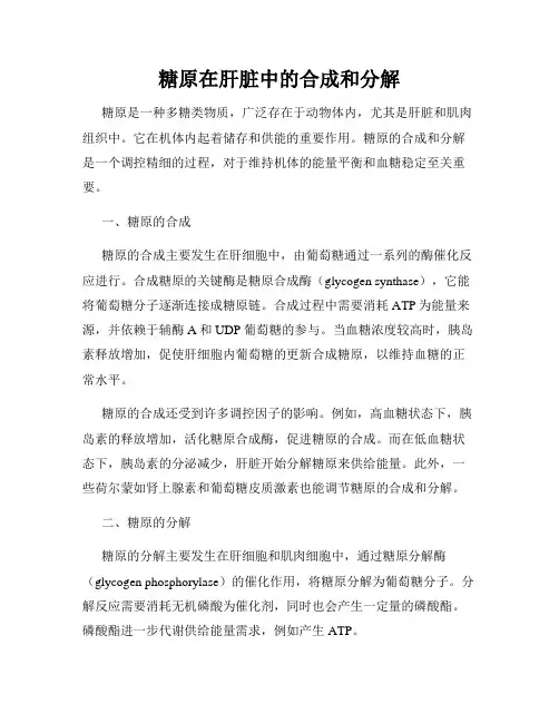 糖原在肝脏中的合成和分解