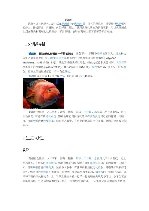 鹦鹉鱼养殖