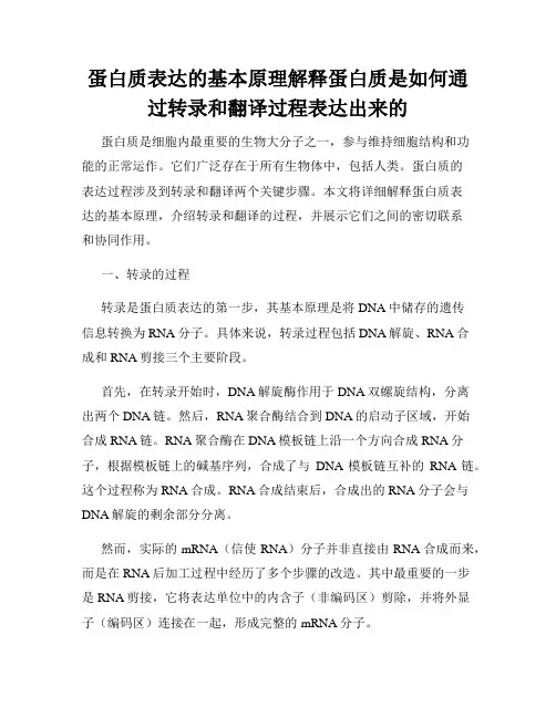 蛋白质表达的基本原理解释蛋白质是如何通过转录和翻译过程表达出来的