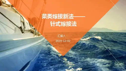 菜类嫁接新法——针式嫁接法