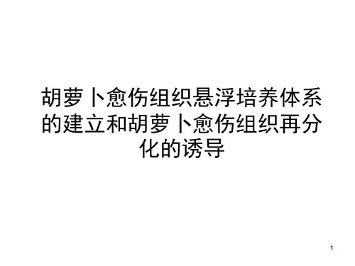 胡萝卜愈伤组织悬浮培养体系的建立和再分化的诱导PPT课件