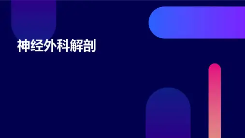 《神经外科解剖》课件