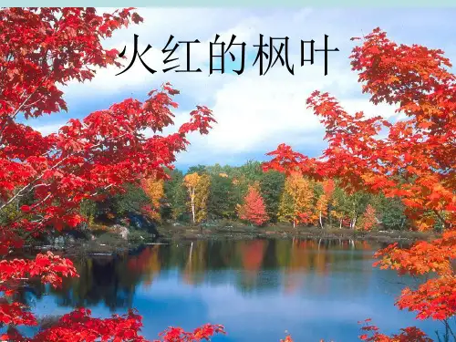 火红的枫叶课件