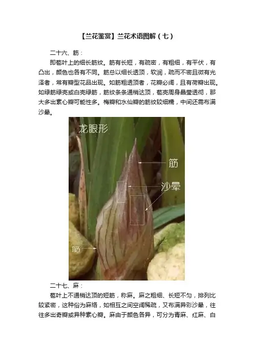 【兰花鉴赏】兰花术语图解（七）