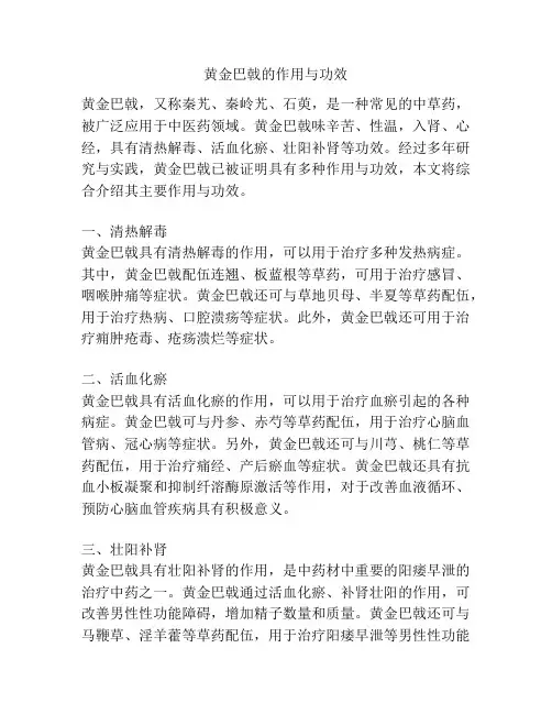 黄金巴戟的作用与功效