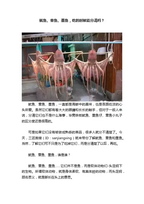 鱿鱼、章鱼、墨鱼，吃的时候能分清吗？