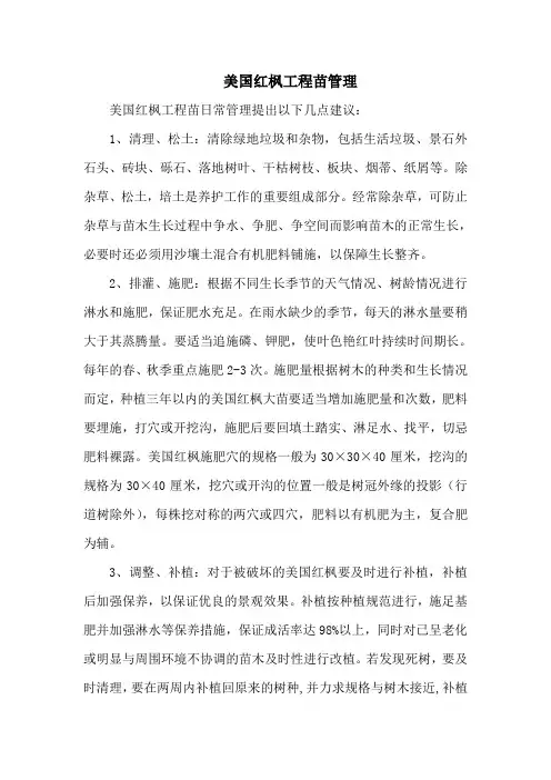 美国红枫工程苗管理