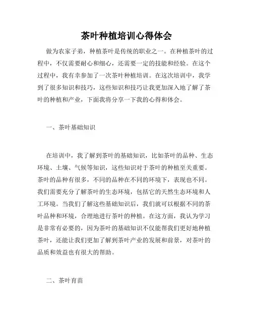 茶叶种植培训心得体会