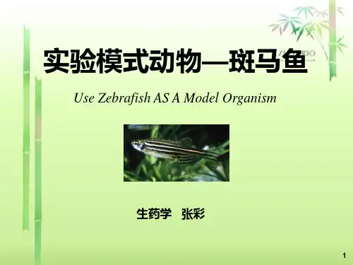 实验模式动物--斑马鱼