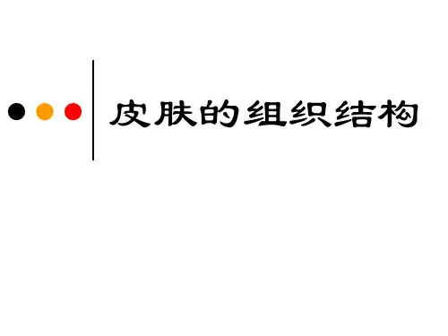 皮肤的组织结构