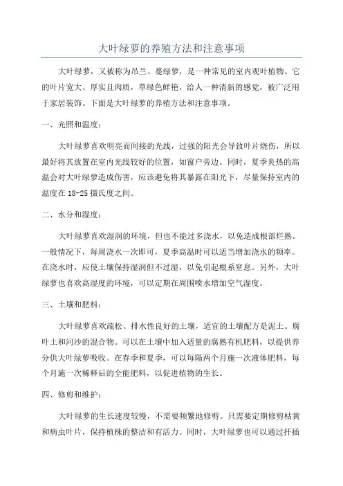 大叶绿萝的养殖方法和注意事项