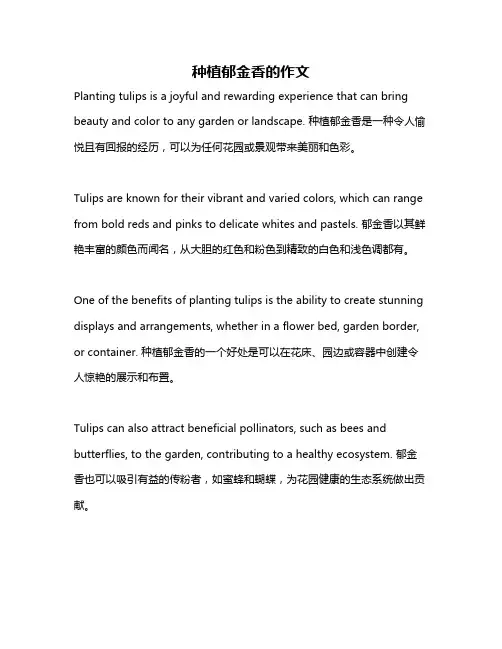 种植郁金香的作文