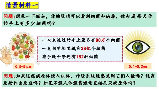 【公开课】免疫系统的组成和功能课件2023-2024学年高二上学期生物人教版选择性必修一