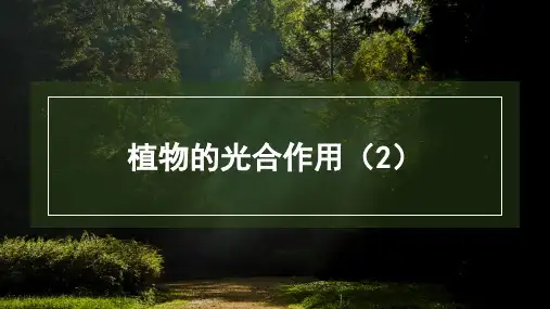 第一节植物的光合作用(2)课件2023-2024学年苏科版生物七年级上册