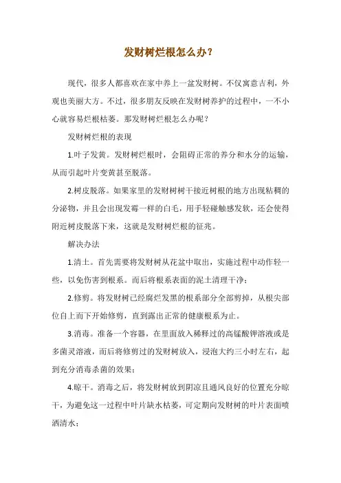 发财树烂根怎么办？