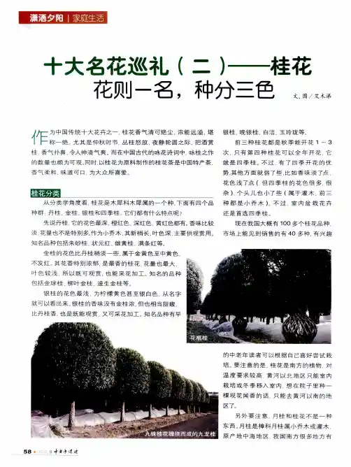 十大名花巡礼(二)——桂花 花则一名,种分三色