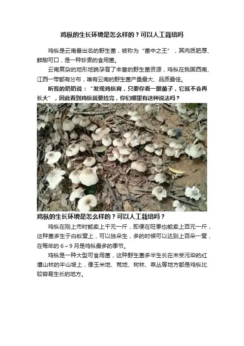 鸡枞的生长环境是怎么样的？可以人工栽培吗