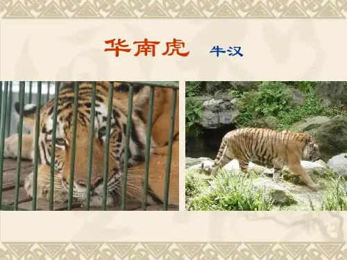 华南虎PPT17 人教版 (共13张PPT)