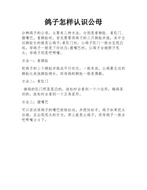 鸽子怎样认识公母