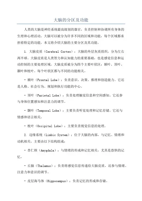 大脑的分区及功能