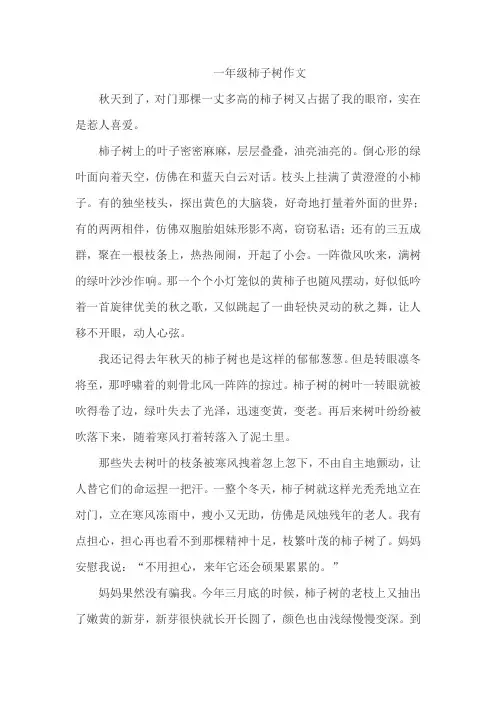 一年级柿子树作文
